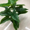 It has 18 long leaves Specification image
